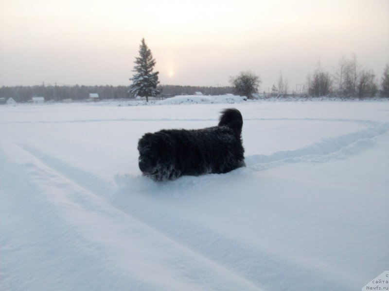 Фото: ньюфаундленд Yarada iz Sibirskoy Glubinki (Ярада из Сибирской Глубинки)