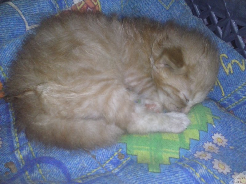 Фотография № 197424