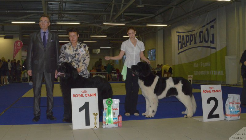 Фото: ньюфаундленд Alfa Dar Oksa Arsemiy (Альфа Дар Окса Арсёмий), Darima Achitueva (Дарима Ачитуева)