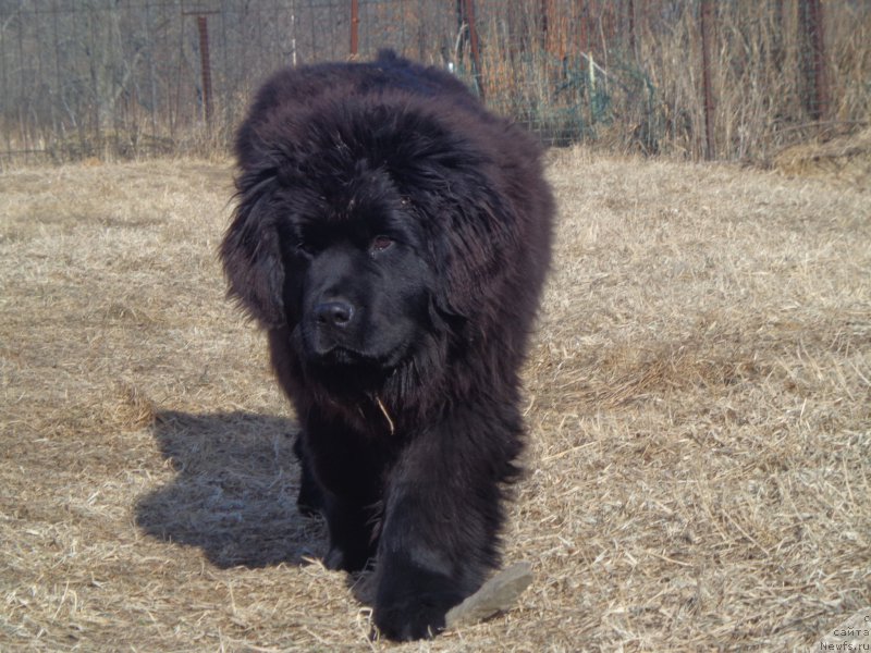 Фото: ньюфаундленд Super Premium Uolt Disneu (Супер Премиум Уолт Диснеу)