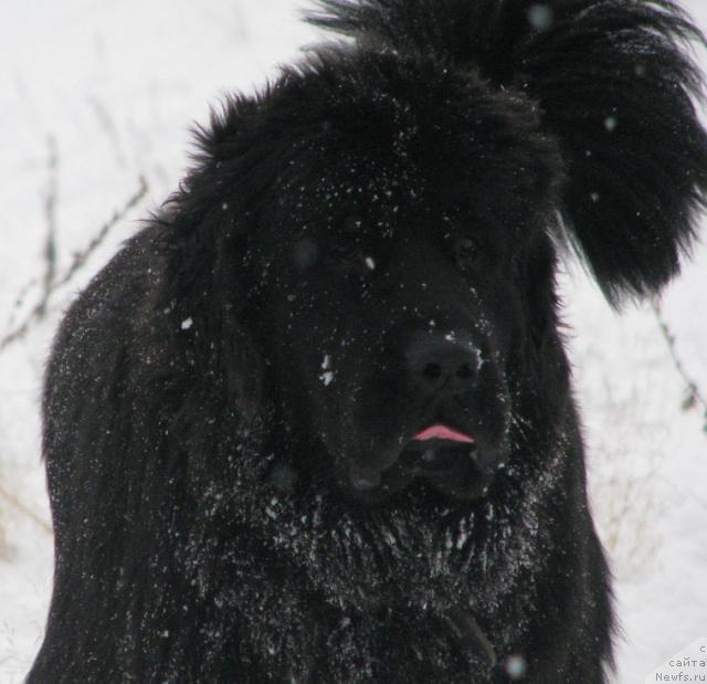 Фото: ньюфаундленд Zhasmine Severny Caprice iz Medvejyego Yara (Жасмин Северный Каприз из Медвежьего Яра)