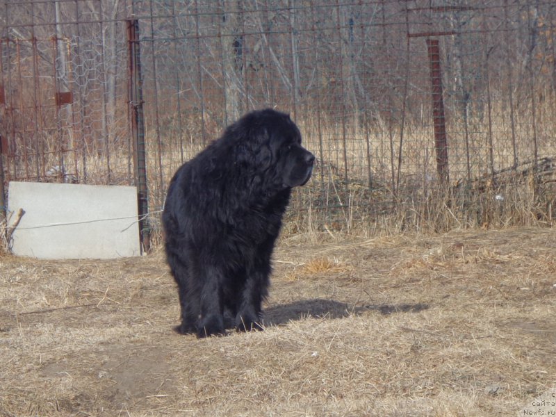 Фото: ньюфаундленд Vito Kacho Ferl (Вито Качо Ферл)