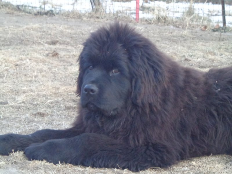 Фото: ньюфаундленд Super Premium Uolt Disneu (Супер Премиум Уолт Диснеу)