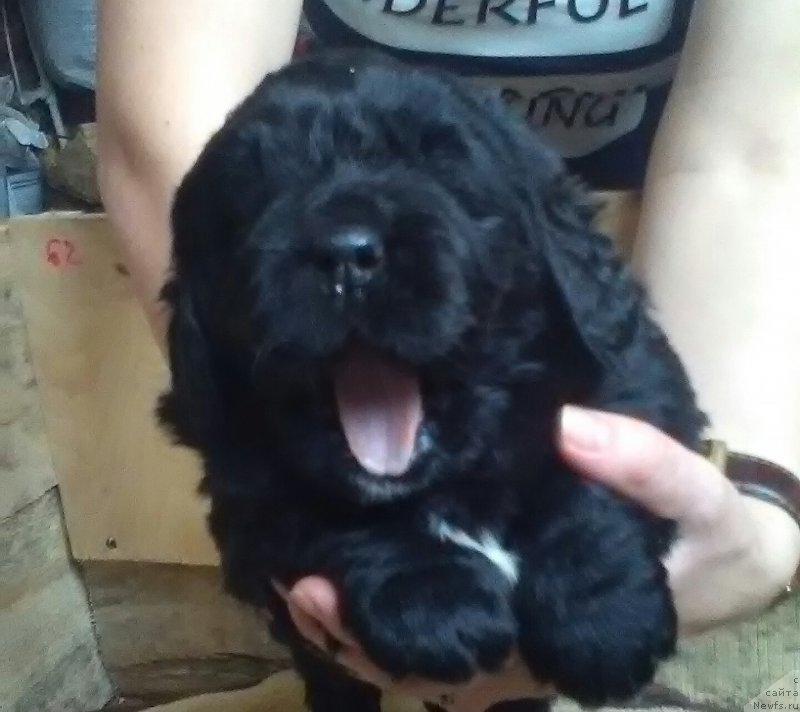 Фото: ньюфаундленд Vargas de la Massa Armando (Варгас Де Ла Масса Армандо)