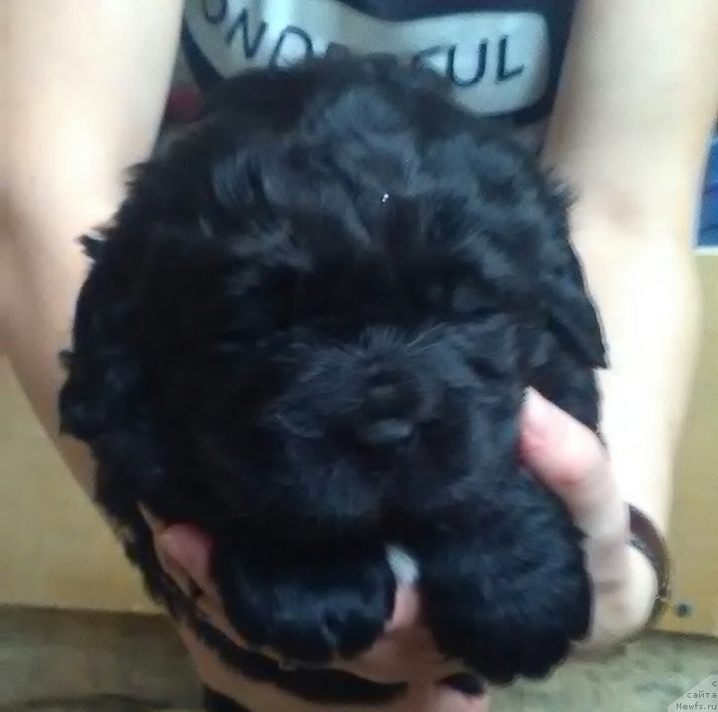 Фото: ньюфаундленд Vargas de la Massa Armando (Варгас Де Ла Масса Армандо)