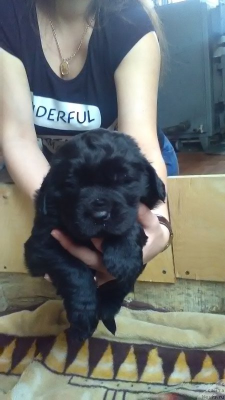 Фото: ньюфаундленд Vargas de la Massa Armando (Варгас Де Ла Масса Армандо)