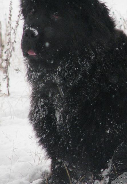 Фото: ньюфаундленд Zhasmine Severny Caprice iz Medvejyego Yara (Жасмин Северный Каприз из Медвежьего Яра)