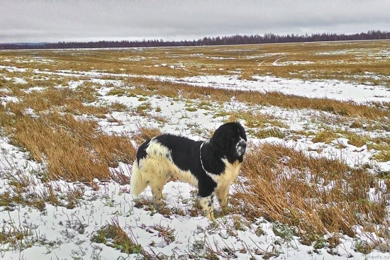 Фотография № 197445