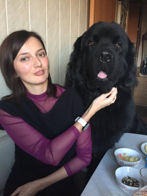 Фото: ньюфаундленд Brownblood MSK Helfi Best Armani (Браунблад МСК Хелфи Бэст Армани)