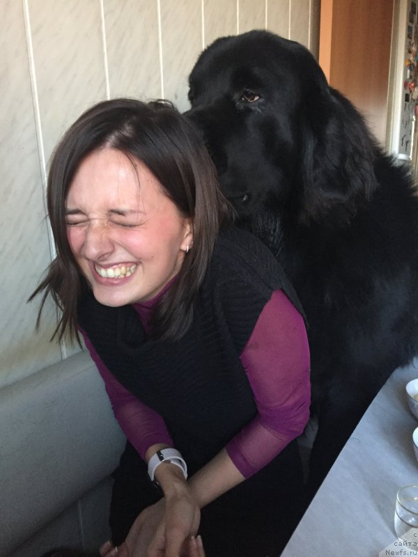 Фото: ньюфаундленд Brownblood MSK Helfi Best Armani (Браунблад МСК Хелфи Бэст Армани)