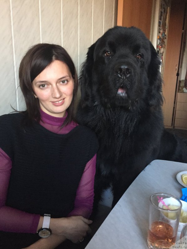 Фото: ньюфаундленд Brownblood MSK Helfi Best Armani (Браунблад МСК Хелфи Бэст Армани)