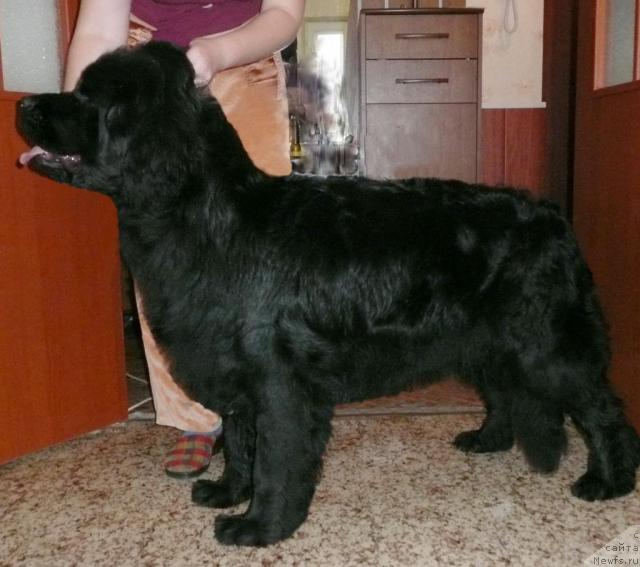 Фото: ньюфаундленд YArkaya Mega Zvezda ot Marleon Dusvik (Яркая Мега Звезда от Марлеон Дусвик)