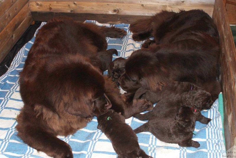 Фото: ньюфаундленд Sverkayuzhaya Gora Mashame (Сверкающая Гора Машаме), ньюфаундленд Naomi Tagoliri for Brouwnblood (Наоми Таголири фор Браунблад)