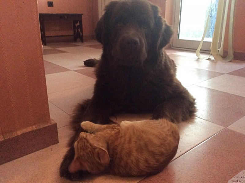 Фото: ньюфаундленд Brownblood MSK Happy Teddy (Браунблад МСК Хэппи Тедди)