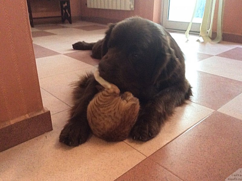 Фото: ньюфаундленд Brownblood MSK Happy Teddy (Браунблад МСК Хэппи Тедди)