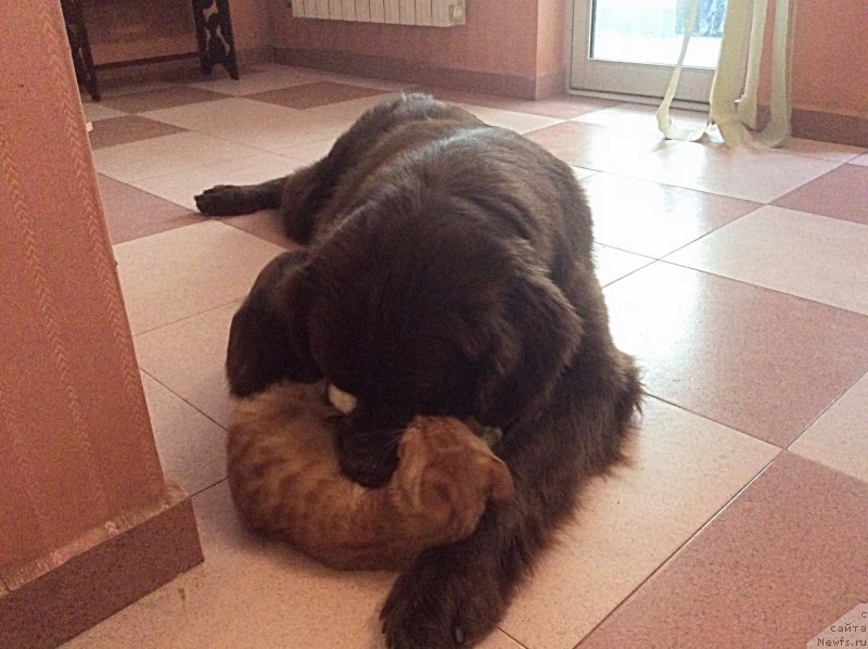 Фото: ньюфаундленд Brownblood MSK Happy Teddy (Браунблад МСК Хэппи Тедди)