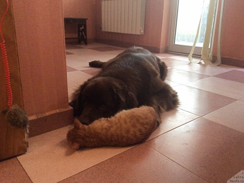 Фото: ньюфаундленд Brownblood MSK Happy Teddy (Браунблад МСК Хэппи Тедди)