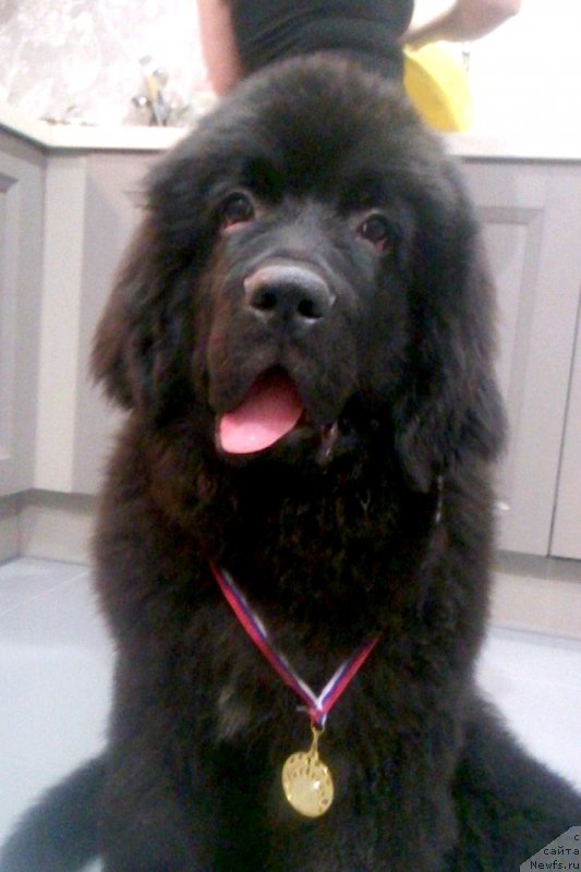 Фотография № 197459