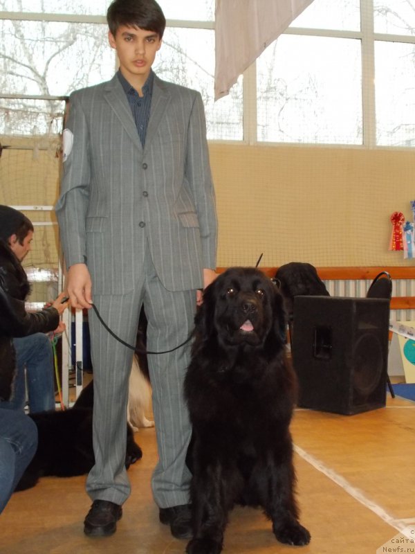 Фото: ньюфаундленд Eho Moskvy s Berega Dona (Эхо Москвы с Берега Дона), Миша