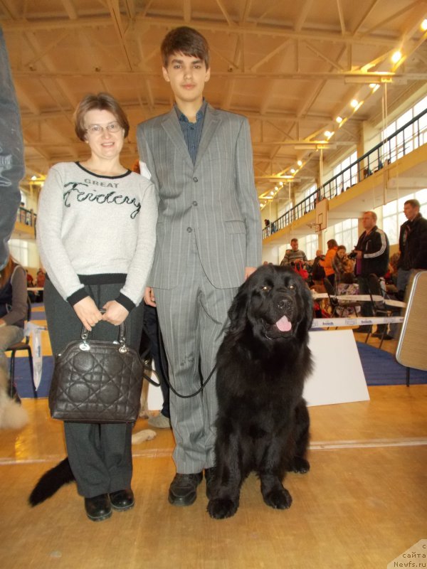 Фото: ньюфаундленд Eho Moskvy s Berega Dona (Эхо Москвы с Берега Дона), Миша, Alevtina Antonova (Алевтина Антонова)