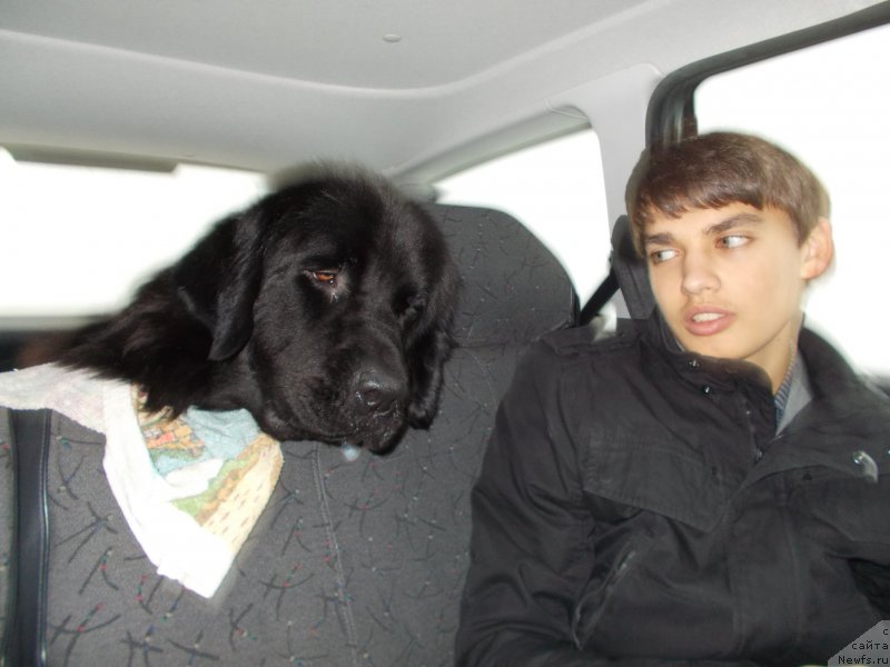 Фото: ньюфаундленд Eho Moskvy s Berega Dona (Эхо Москвы с Берега Дона), Миша