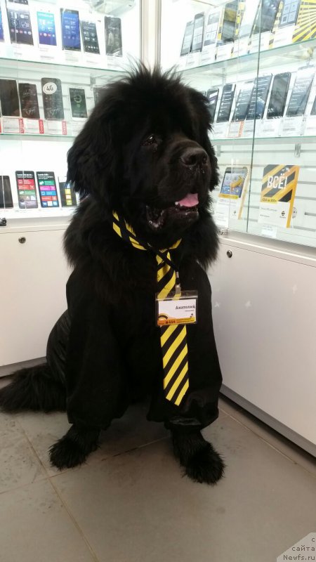 Фото: ньюфаундленд Belkonder-Klab Kassiy Dion (Белкондер-Клаб Кассий Дион)