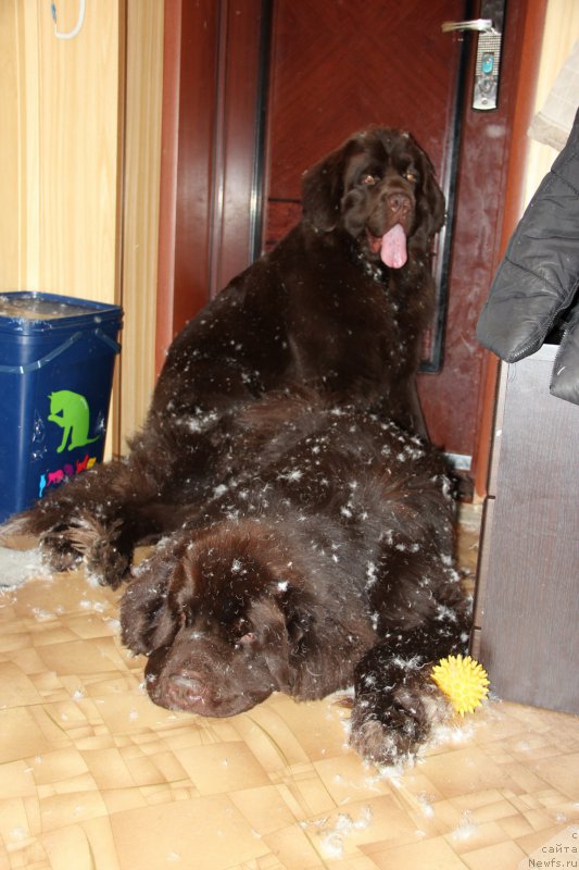 Фото: ньюфаундленд Obush SHed YAntarnyiy Poceluy (Обуш Шед Янтарный Поцелуй), ньюфаундленд N'yufort Vashe Velichestvo Brabus (Ньюфорт Ваше Величество Брабус)