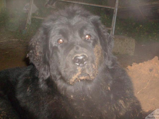 Фото: ньюфаундленд K-Ledy Tiamo (К-Леди Тиамо)