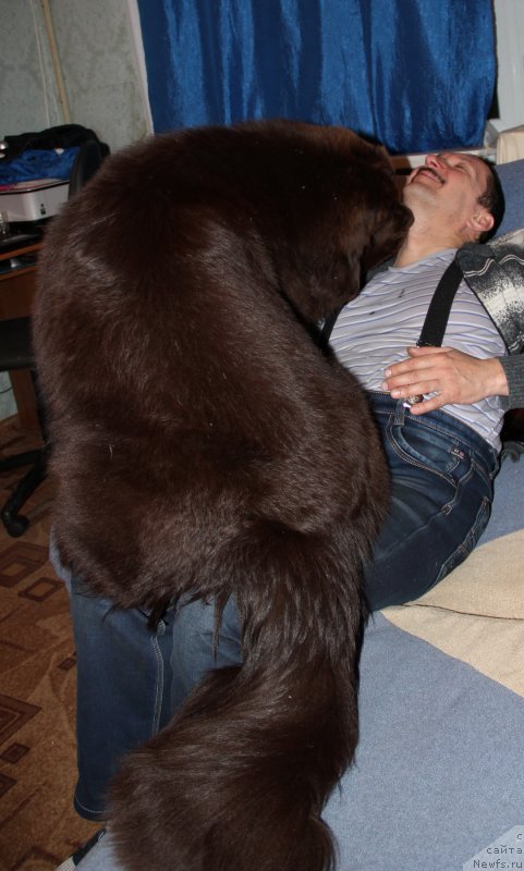 Фото: ньюфаундленд N'yufort Vashe Velichestvo Brabus (Ньюфорт Ваше Величество Брабус)