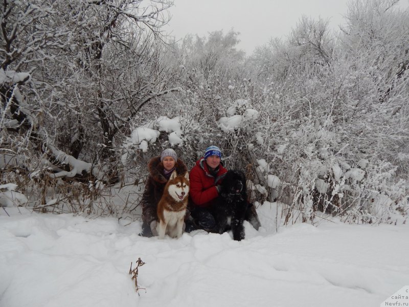 Фото: ньюфаундленд Krasavica Kori Drosser (Красавица Кори Дроссер)