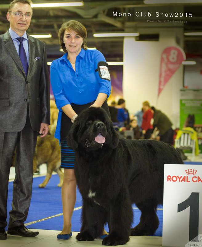 Фото: ньюфаундленд Piternyuf Monte Kristo (Питерньюф Монте Кристо)