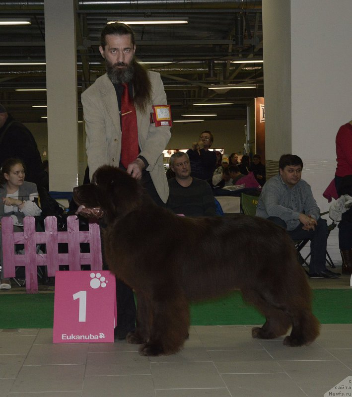 Фото: ньюфаундленд I Follow The Sun de L'Etoile de Cyrice, Aleksandr Jakov (Александр Жаков)