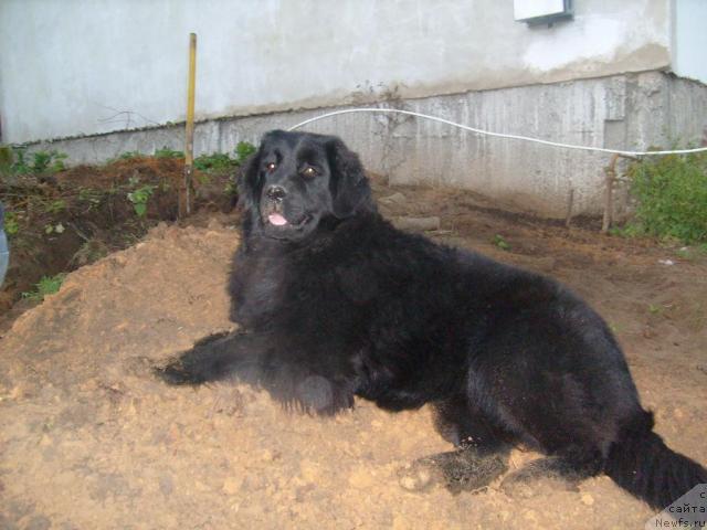 Фото: ньюфаундленд K-Ledy Tiamo (К-Леди Тиамо)