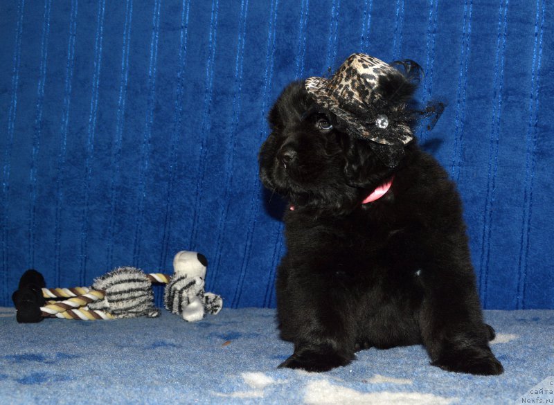 Фото: Смигар АФРОДИТА // щенок 44 дня, ньюфаундленд I Follow The Sun de L'Etoile de Cyrice, +, ньюфаундленд Kalina Krasnaya iz Antagrada (Калина Красная из Антаграда)