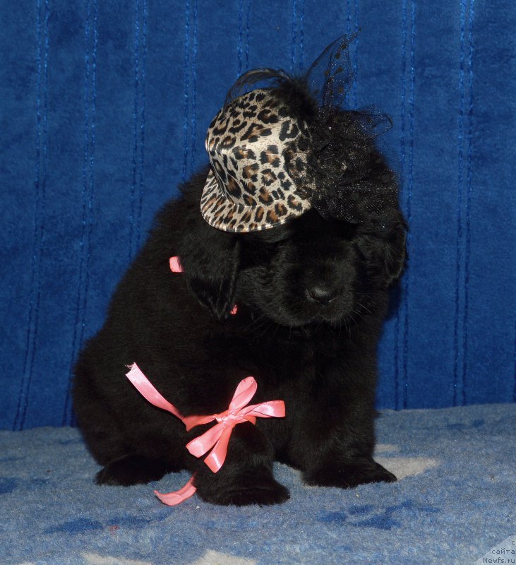 Фото: Смигар АФРОДИТА  // щенок 44 дня, ньюфаундленд I Follow The Sun de L'Etoile de Cyrice, +, ньюфаундленд Kalina Krasnaya iz Antagrada (Калина Красная из Антаграда)