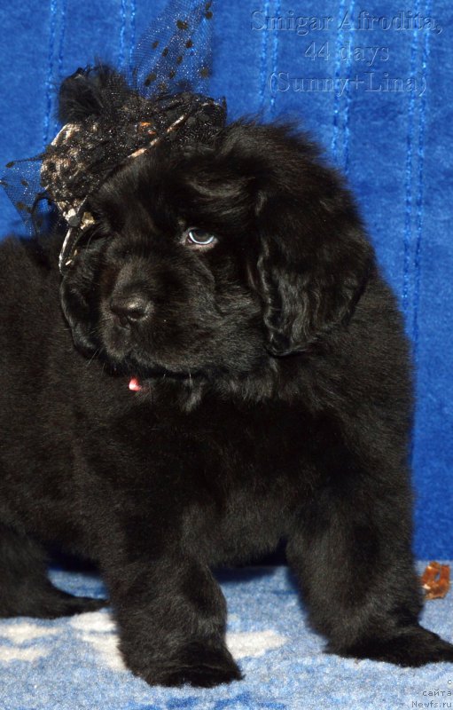 Фото: Смигар АФРОДИТА // щенок 44 дня, ньюфаундленд I Follow The Sun de L'Etoile de Cyrice, +, ньюфаундленд Kalina Krasnaya iz Antagrada (Калина Красная из Антаграда)