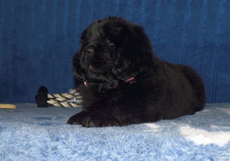 Фото: Смигар АФРОДИТА // щенок 44 дня, ньюфаундленд I Follow The Sun de L'Etoile de Cyrice, +, ньюфаундленд Kalina Krasnaya iz Antagrada (Калина Красная из Антаграда)