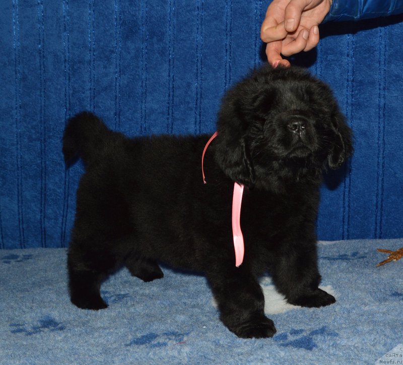 Фото: Смигар АФРОДИТА // щенок 44 дня, ньюфаундленд I Follow The Sun de L'Etoile de Cyrice, +, ньюфаундленд Kalina Krasnaya iz Antagrada (Калина Красная из Антаграда)