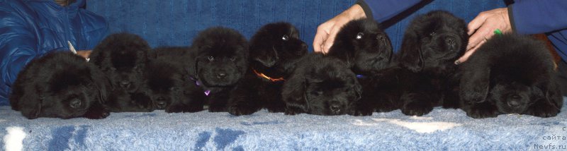 Фото: щенки кобели 44 дня, ньюфаундленд I Follow The Sun de L'Etoile de Cyrice, +, ньюфаундленд Kalina Krasnaya iz Antagrada (Калина Красная из Антаграда)