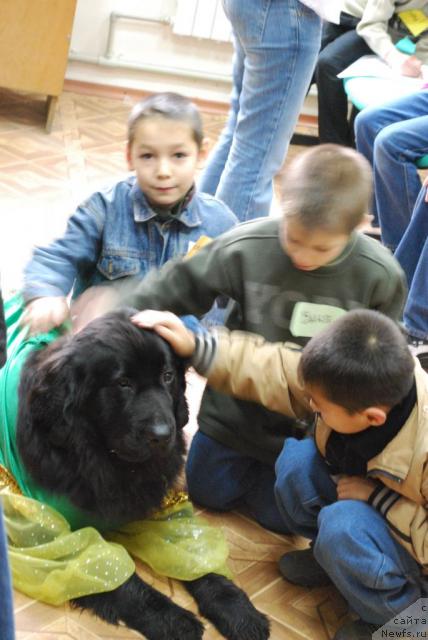 Фото: ньюфаундленд Rokot Volny Varga Kara Ayular (Рокот Волны Варга Кара Аюлар)