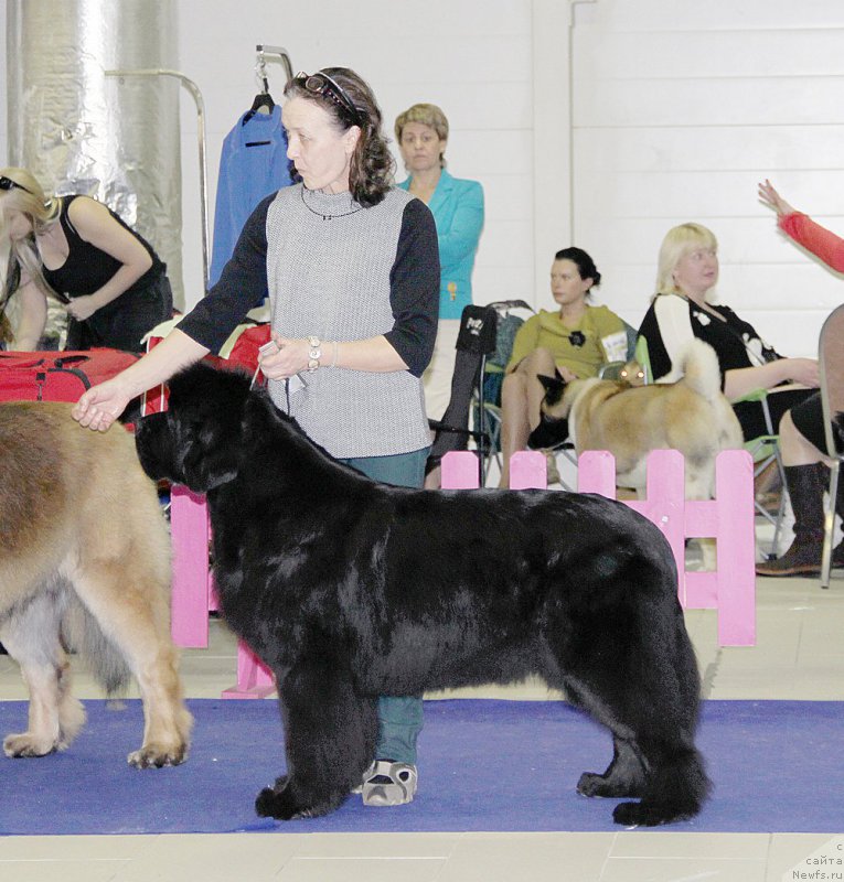 Фото: ньюфаундленд Beguschaya po Volnam Dancing Queen (Бегущая по Волнам Дансинг Квин)