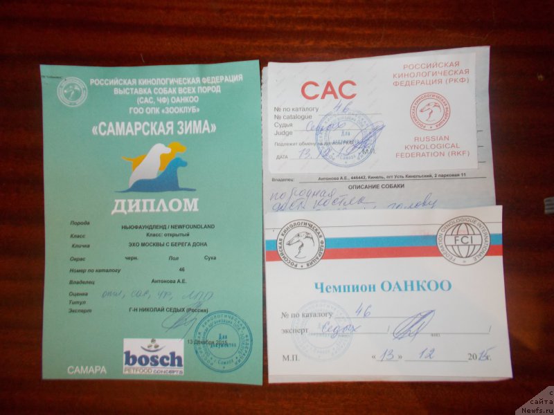 Фото: ньюфаундленд Eho Moskvy s Berega Dona (Эхо Москвы с Берега Дона)