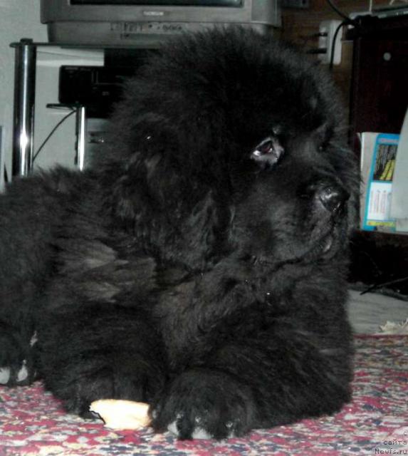 Фото: ньюфаундленд Sent Djons Kruiz (Сент Джонс Круиз)