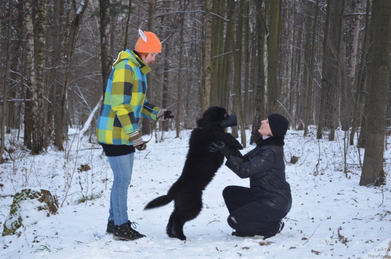 Фото: ньюфаундленд CHernyiy Balu Zahar (Черный Балу Захар)