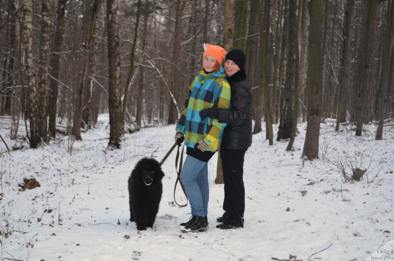 Фото: ньюфаундленд CHernyiy Balu Zahar (Черный Балу Захар)