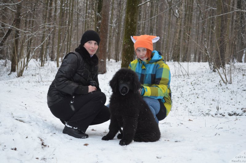 Фото: ньюфаундленд CHernyiy Balu Zahar (Черный Балу Захар)