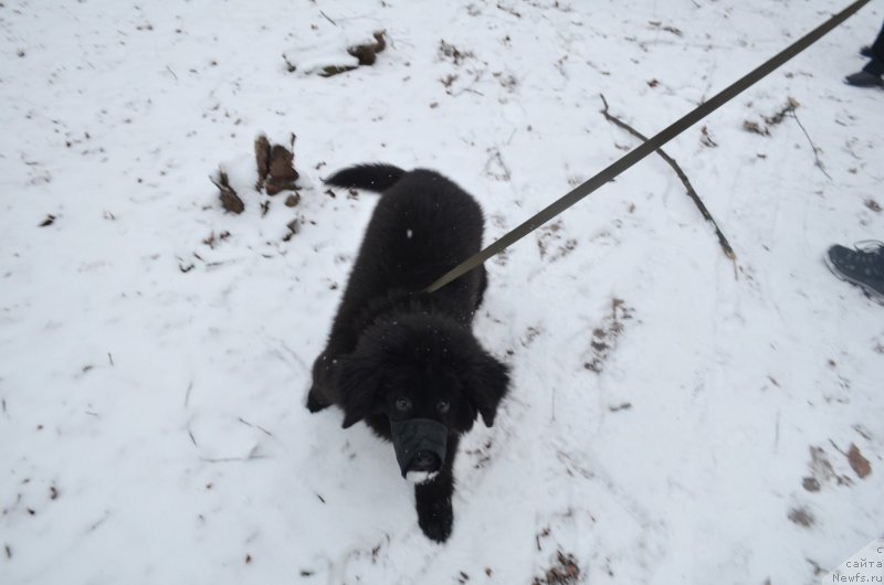 Фото: ньюфаундленд CHernyiy Balu Zahar (Черный Балу Захар)