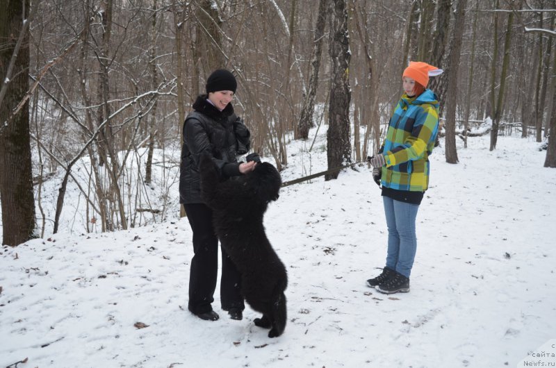 Фото: ньюфаундленд CHernyiy Balu Zahar (Черный Балу Захар)