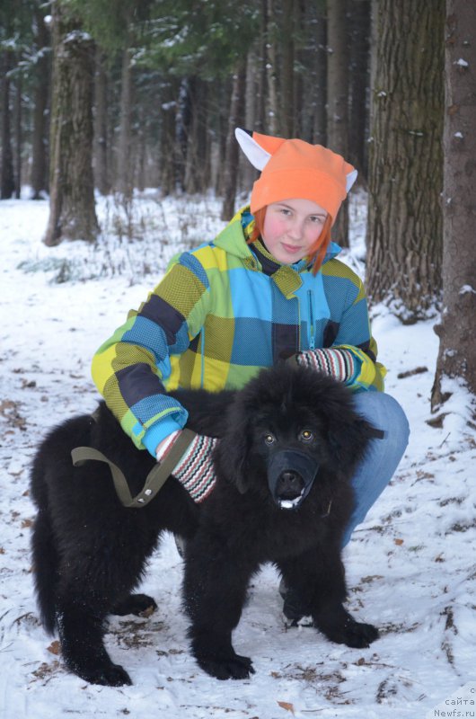 Фото: ньюфаундленд CHernyiy Balu Zahar (Черный Балу Захар)
