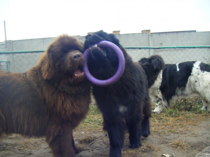 Фото: ньюфаундленд Diesel Chocolate Super Mishka, ньюфаундленд Farro Osman Super Mishka